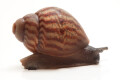 Achatina achatin achatina Ghana typ 1a x 2 juvenil